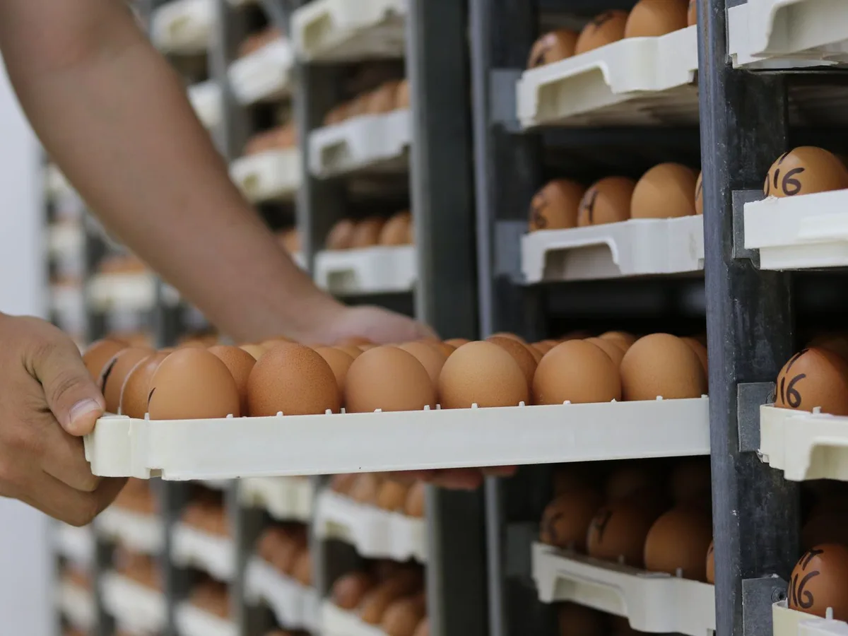 Plateaux d'œufs frais certifiés EU